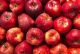 Coopérative agricol des pomme