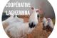 coopérative elghzawna
