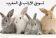 أرانب بوشتى