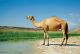 Coopérative aaloua